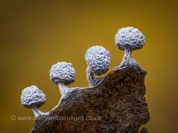 Attēlu rezultāti vaicājumam “Physarum globuliferum young”