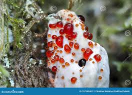 Attēlu rezultāti vaicājumam “Hydnellum ferrugineum”