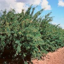 Attēlu rezultāti vaicājumam “Caragana arborescens”