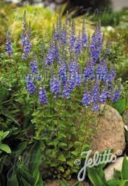 Attēlu rezultāti vaicājumam “Veronica austriaca subsp. teucrium leaf”