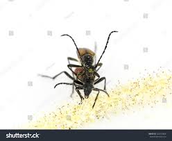 Attēlu rezultāti vaicājumam “Anastrangalia sanguinolenta female”