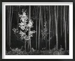 Image result for Ansel Adams Aspens New Mexico