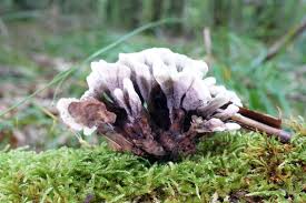 Attēlu rezultāti vaicājumam “Thelephora palmata”