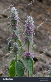 Attēlu rezultāti vaicājumam “Stachys sylvatica”