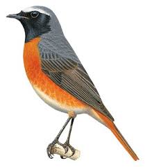 Attēlu rezultāti vaicājumam “Phoenicurus phoenicurus”