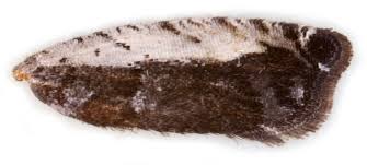 Attēlu rezultāti vaicājumam “Epinotia ramella”