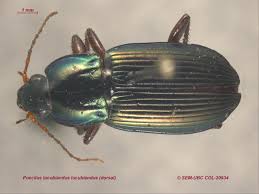 Attēlu rezultāti vaicājumam “Poecilus cupreus”