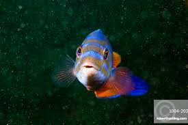 Image result for Labrus mixtus