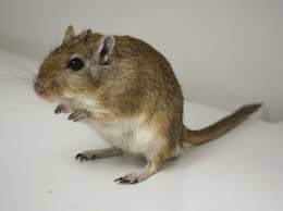 Image result for Gerbil