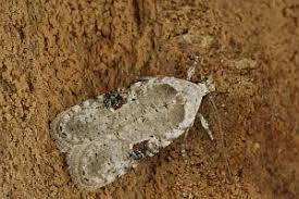 Attēlu rezultāti vaicājumam “Agonopterix alstromeriana”