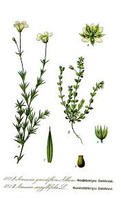 Attēlu rezultāti vaicājumam “Carex arenaria  leaf”