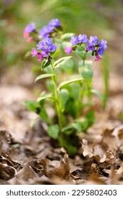 Attēlu rezultāti vaicājumam “Pulmonaria obscura flower”