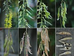 Attēlu rezultāti vaicājumam “Laburnum alpinum fruit”