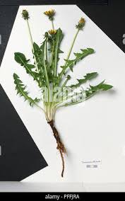 Attēlu rezultāti vaicājumam “Taraxacum suecicum leaf”