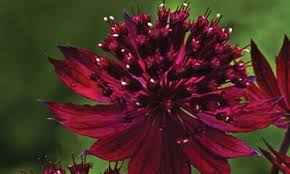 Attēlu rezultāti vaicājumam “Astrantia major fruit”