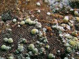 Attēlu rezultāti vaicājumam “Hypocrea pulvinata”