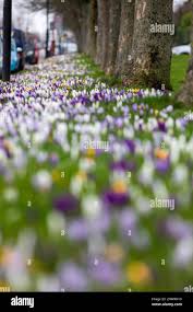 Image result for Calder Valley Arlfc
