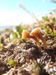Attēlu rezultāti vaicājumam “Lichenomphalia umbellifera”