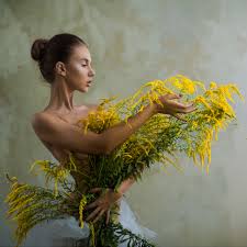 Image result for Solidago virgaurea