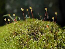 Attēlu rezultāti vaicājumam “Lophozia laxa macro”