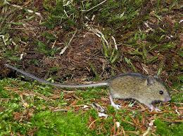 Attēlu rezultāti vaicājumam “Sicista betulina”