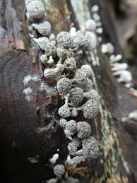 Attēlu rezultāti vaicājumam “Phleogena faginea stalked”