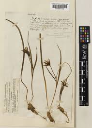 Attēlu rezultāti vaicājumam “Gagea pratensis”