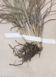 Attēlu rezultāti vaicājumam “Nardus stricta fruit”