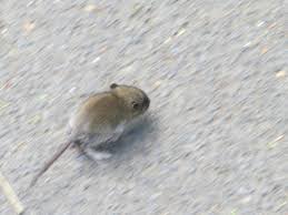 Attēlu rezultāti vaicājumam “Rodentia”