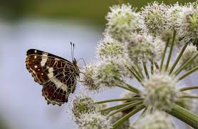 Attēlu rezultāti vaicājumam “Araschnia levana underside”