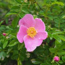 Attēlu rezultāti vaicājumam “Rosa subcanina leaf”