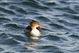 Attēlu rezultāti vaicājumam “Mergus serrator female”