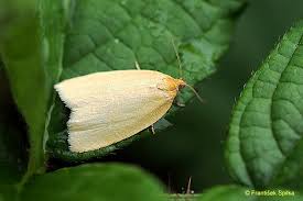 Attēlu rezultāti vaicājumam “Aphelia paleana”