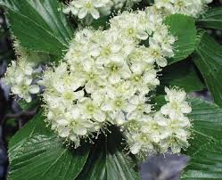 Attēlu rezultāti vaicājumam “Ochropsora ariae”