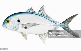 Image result for Caranx hippos