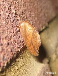 Attēlu rezultāti vaicājumam “Drepanepteryx phalaenoides”