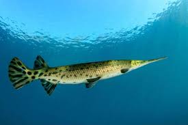 Image result for Lepisosteus osseus