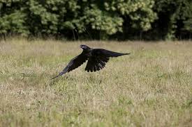 Attēlu rezultāti vaicājumam “Corvus corax adult”
