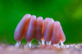 Attēlu rezultāti vaicājumam “Stemonitis axifera young”