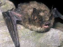 Attēlu rezultāti vaicājumam “Myotis brandtii”