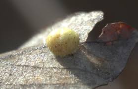 Attēlu rezultāti vaicājumam “Euura pedunculi”