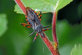 Attēlu rezultāti vaicājumam “Rhynocoris annulatus”