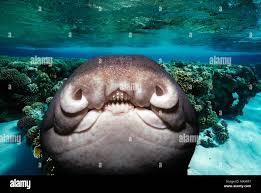 Image result for Heterodontus portusjacksoni