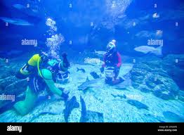 Image result for Plymouth Aquanauts