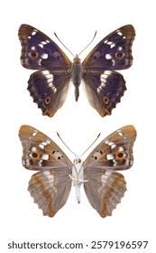 Attēlu rezultāti vaicājumam “Apatura ilia male”