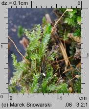 Attēlu rezultāti vaicājumam “Plagiothecium sp.”