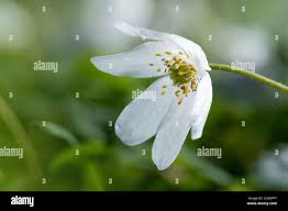 Attēlu rezultāti vaicājumam “Anemone nemorosa flower”