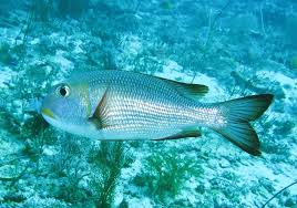 Image result for Monotaxis grandoculis