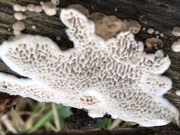 Attēlu rezultāti vaicājumam “Datronia mollis”