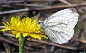 Attēlu rezultāti vaicājumam “Pieris napi female”